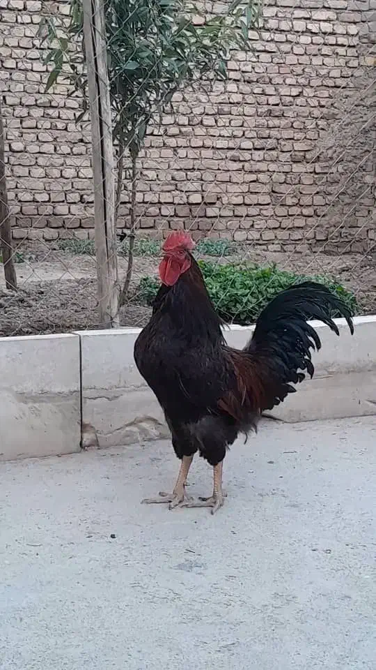 خروس جوان خوشگل|حیوانات مزرعه|شازند, |دیوار