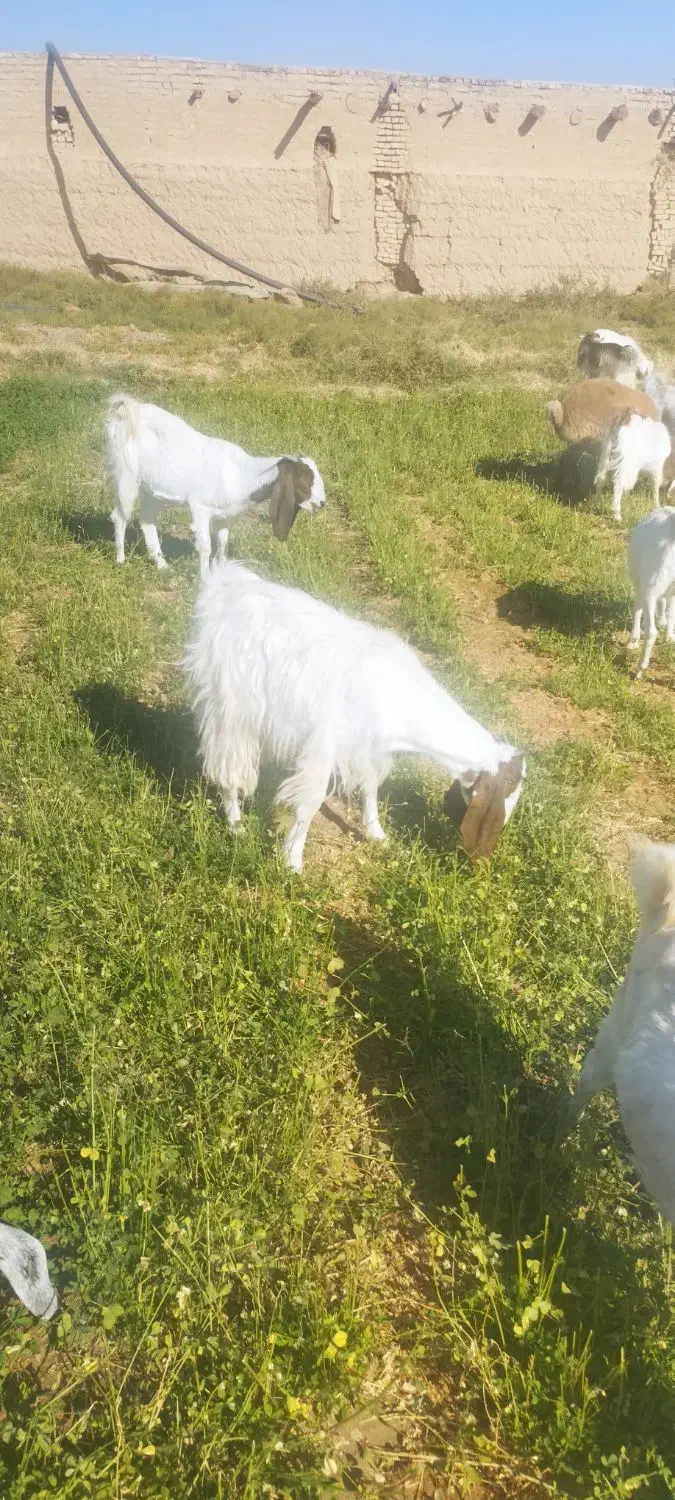 بز و بزغاله پاکستانی|حیوانات مزرعه|امیرآباد, |دیوار