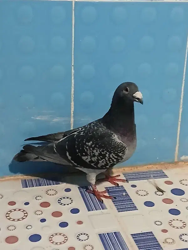 کبوتر پلاکی|پرنده|هندمینی, |دیوار