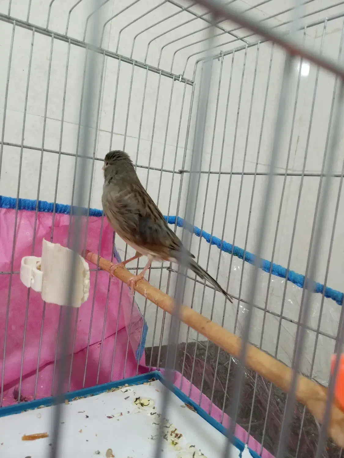 قناری نر|پرنده|بندرعباس, |دیوار