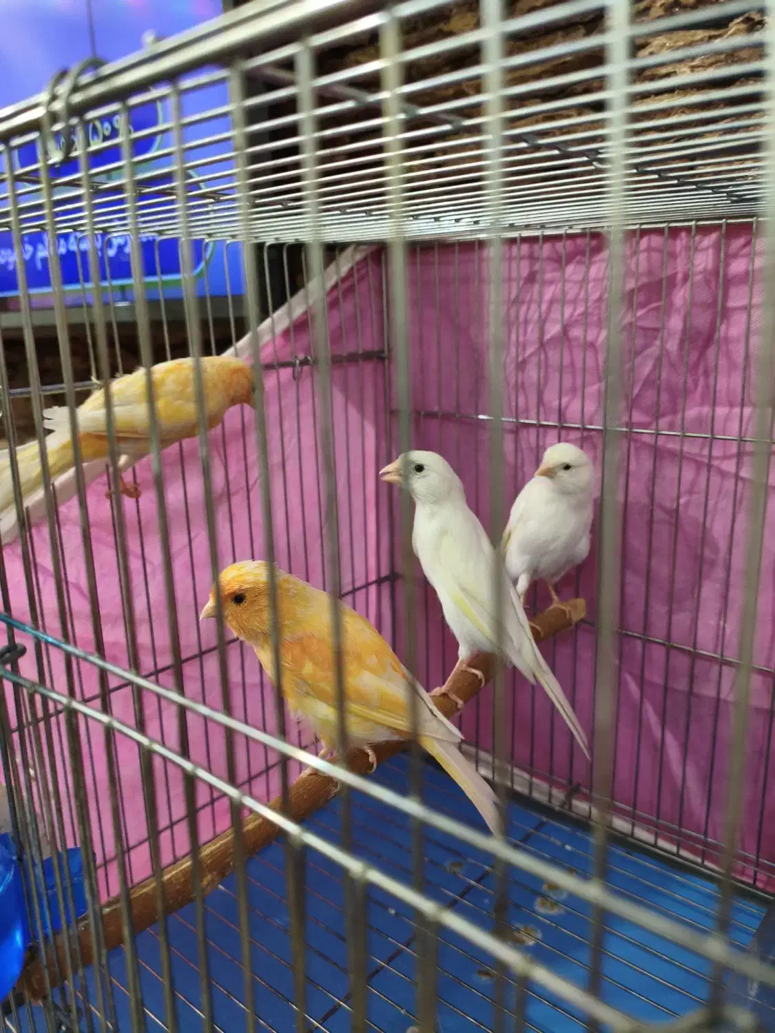 فروش قناری ۴عدد یکجا|پرنده|شیراز, تندگویان|دیوار