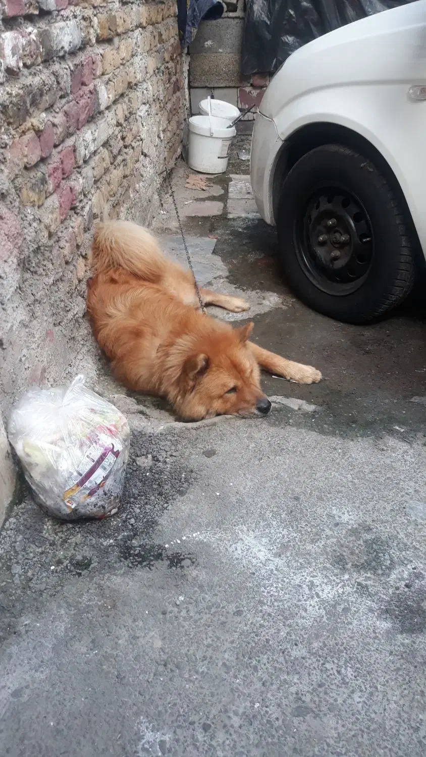 یک عدد سگ نژادداراصیل چاوچاوبه فروش میرسد|سگ|رشت, کوی مهر|دیوار