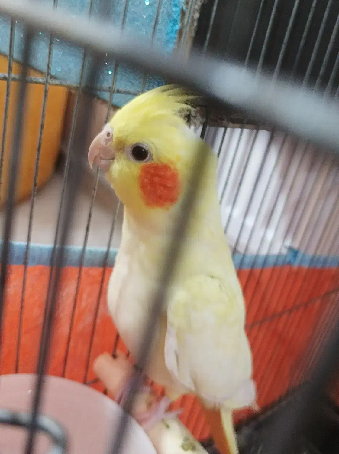 عروس هلندی|پرنده|نسیمشهر, |دیوار