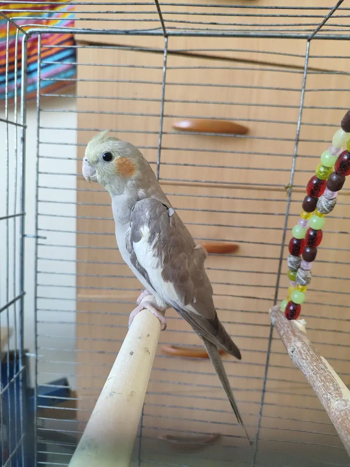 عروس هلندی ماده 5 ماهه|پرنده|هشتگرد, فاز ۲ مهستان|دیوار