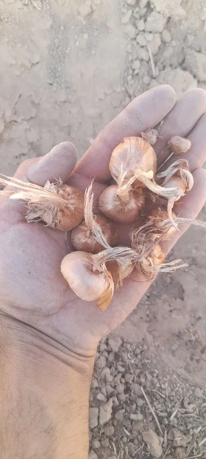 بنه زعفران|گل و گیاه طبیعی|مبارکه, |دیوار