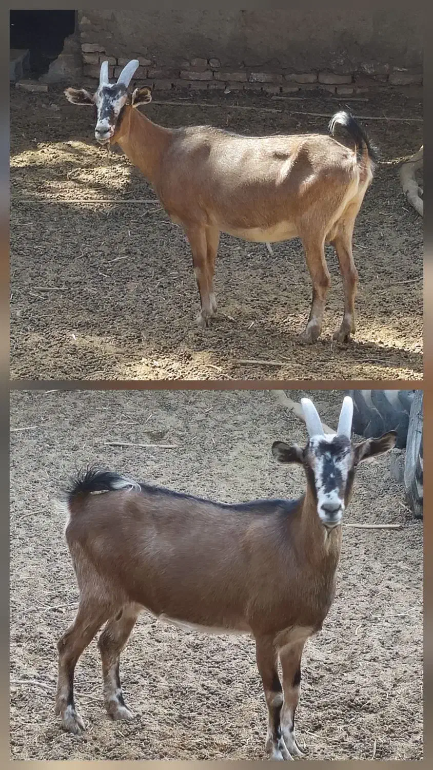 بز دورگ آلپاین سانن خالص|حیوانات مزرعه|طبس, |دیوار