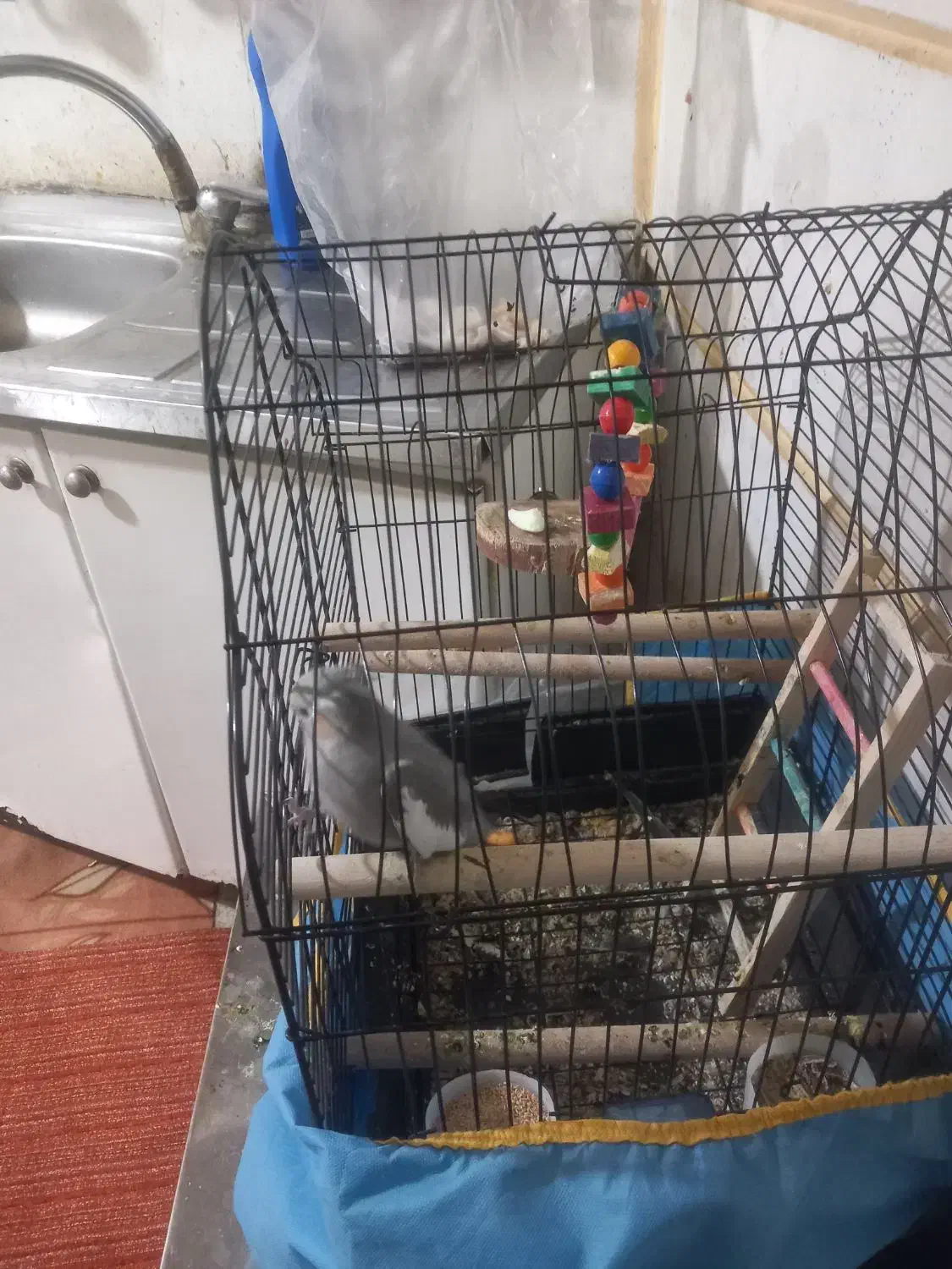 ماده عروس فروشی|پرنده|تهران, کامرانیه|دیوار