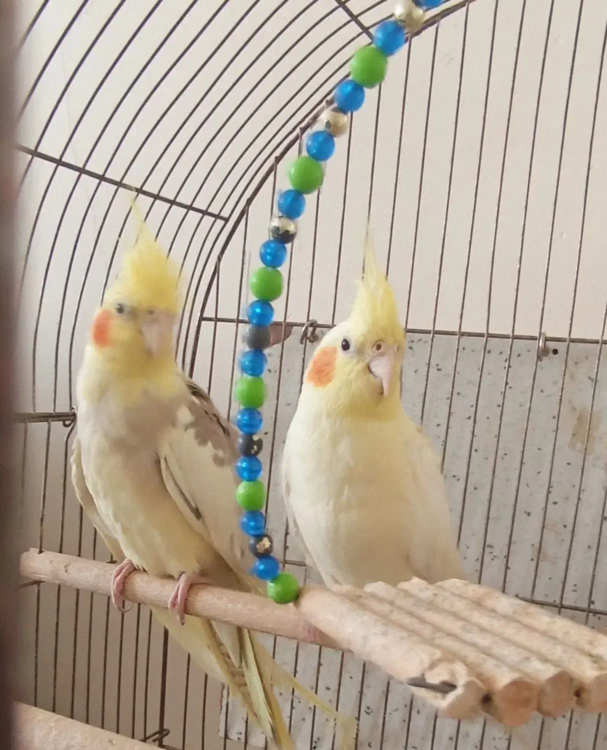 عروس هلندی|پرنده|هشتگرد, شهرک وحدت|دیوار