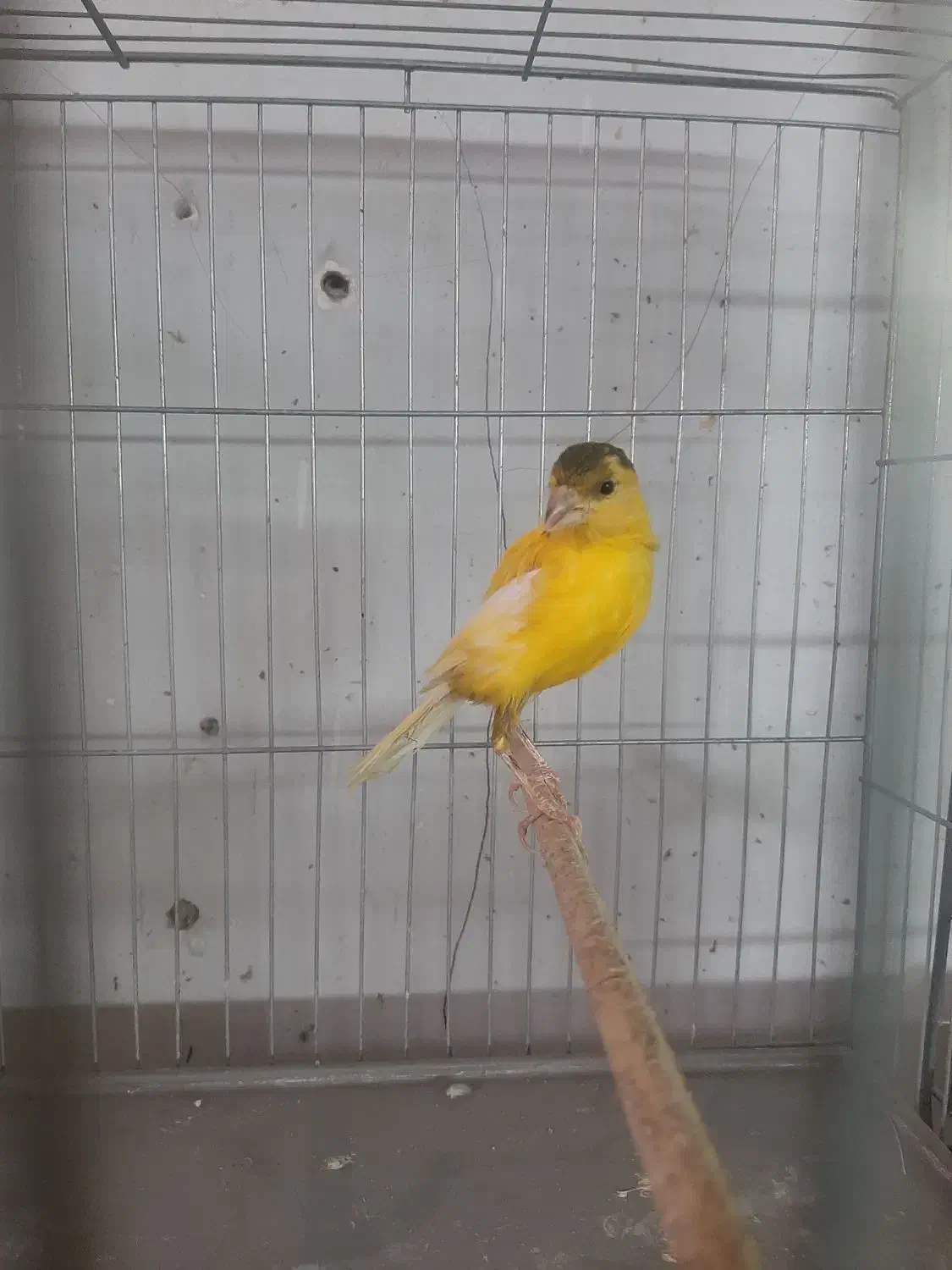 تعدادی قناری نر بخون|پرنده|فردیس, شهرک شهید حسینی|دیوار