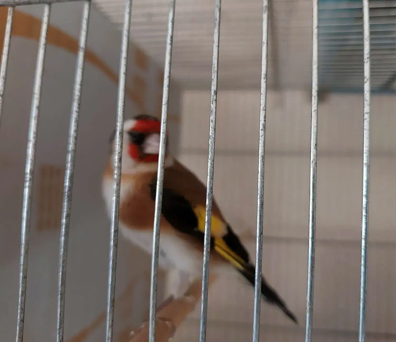 سهره|پرنده|قم, شاه ابراهیم|دیوار