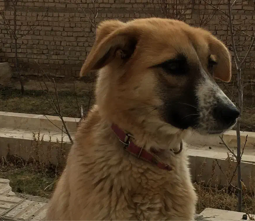 سگ گمشده|حیوانات|گلپایگان, |دیوار