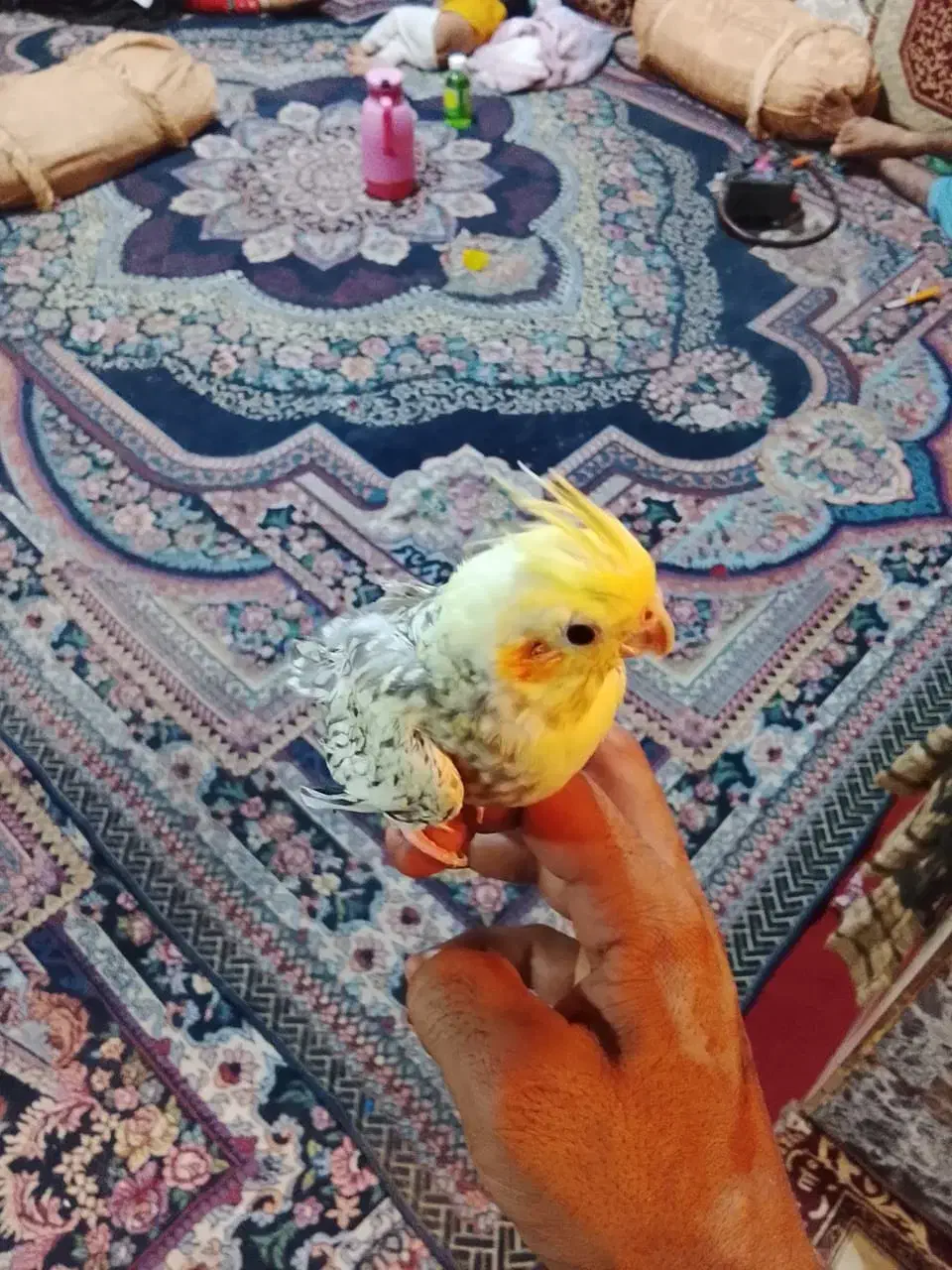 یک عدد عروس هلندی|پرنده|بمپور, |دیوار