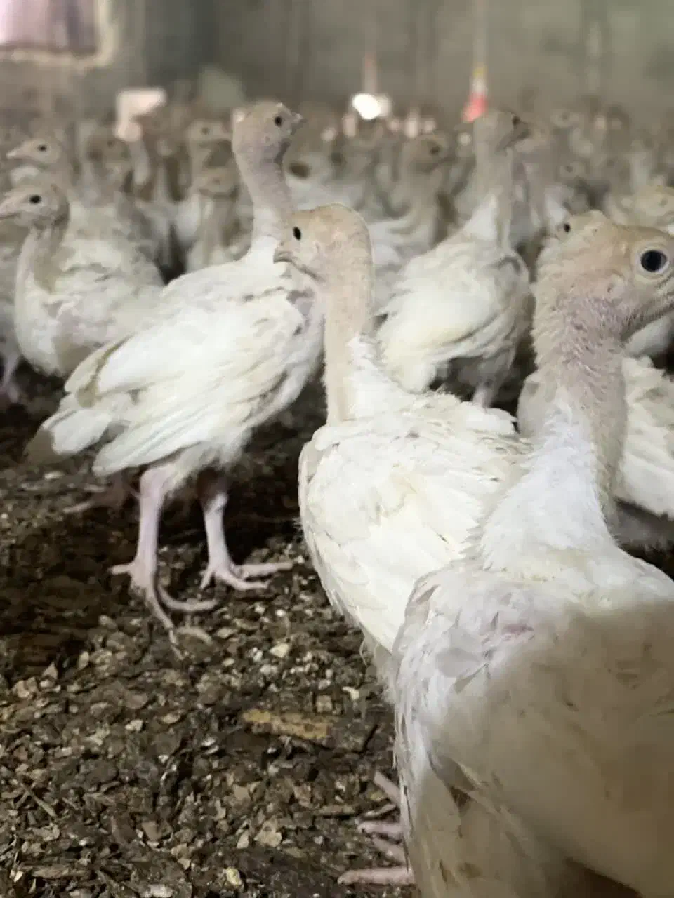 جوجه درجه یک سنگین وزن بوقلمون|حیوانات مزرعه|بیرجند, |دیوار