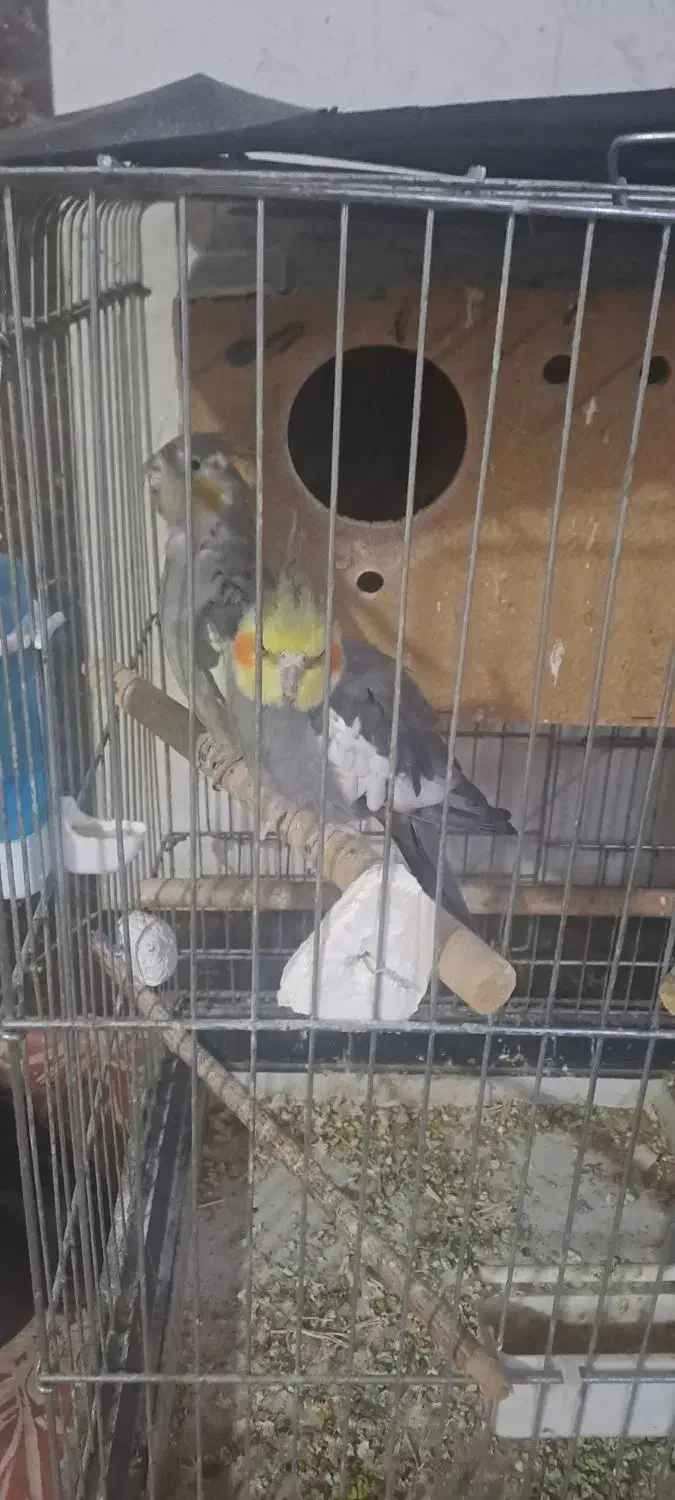 عروس هلندی|پرنده|خرمشهر, |دیوار