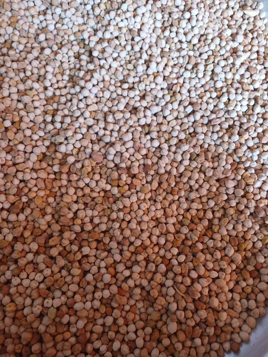 نخود/ حبوبات|خوردنی و آشامیدنی|فارسان, |دیوار