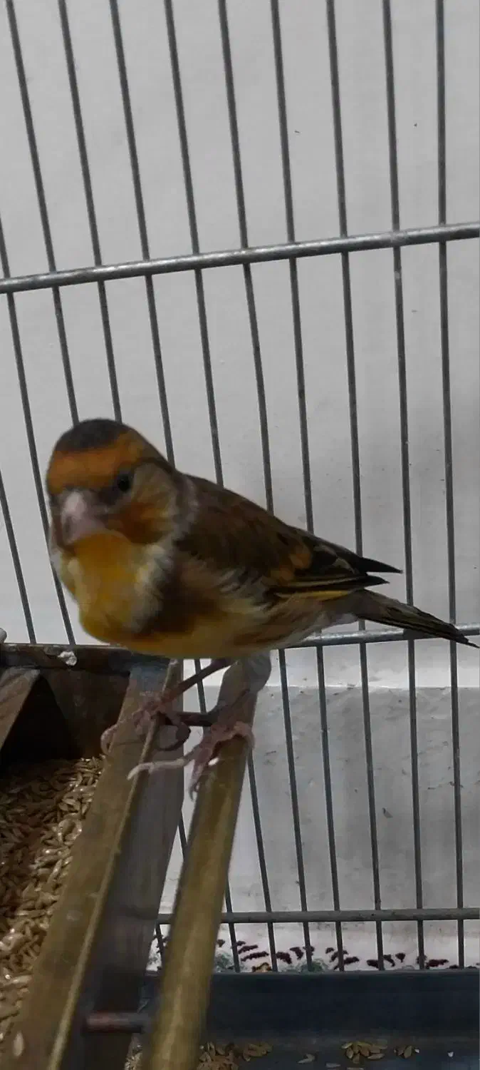 سهره قناری سرخ ابلغ دهن سهره|پرنده|تهران, دژکام|دیوار