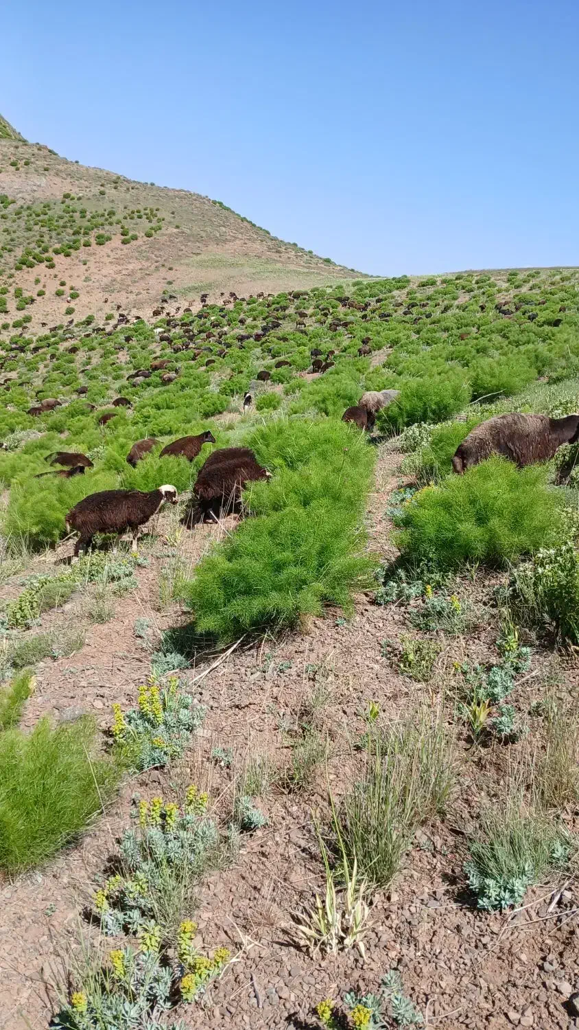 میش آبستن سنگین|حیوانات مزرعه|هشتگرد, فشند|دیوار