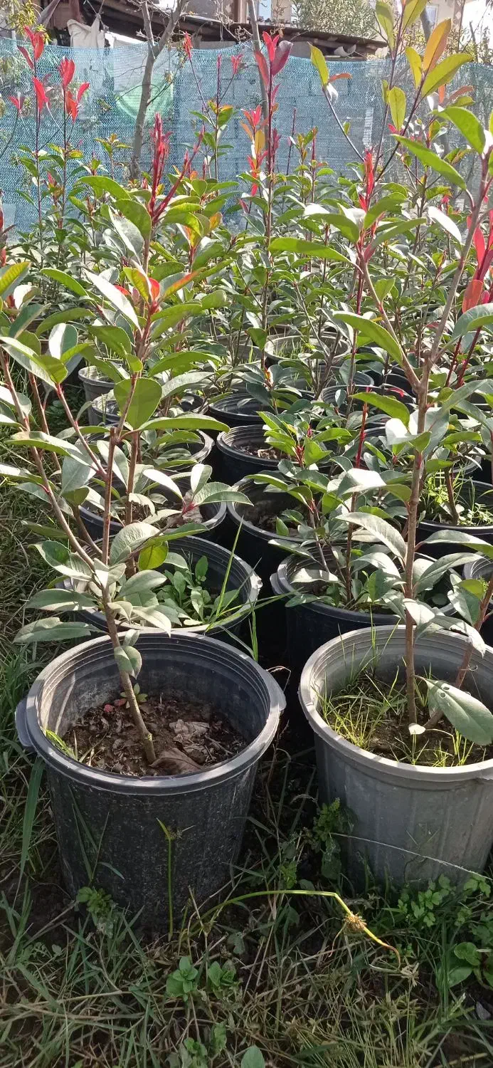 فوتونیا|گل و گیاه طبیعی|کلاچای, |دیوار