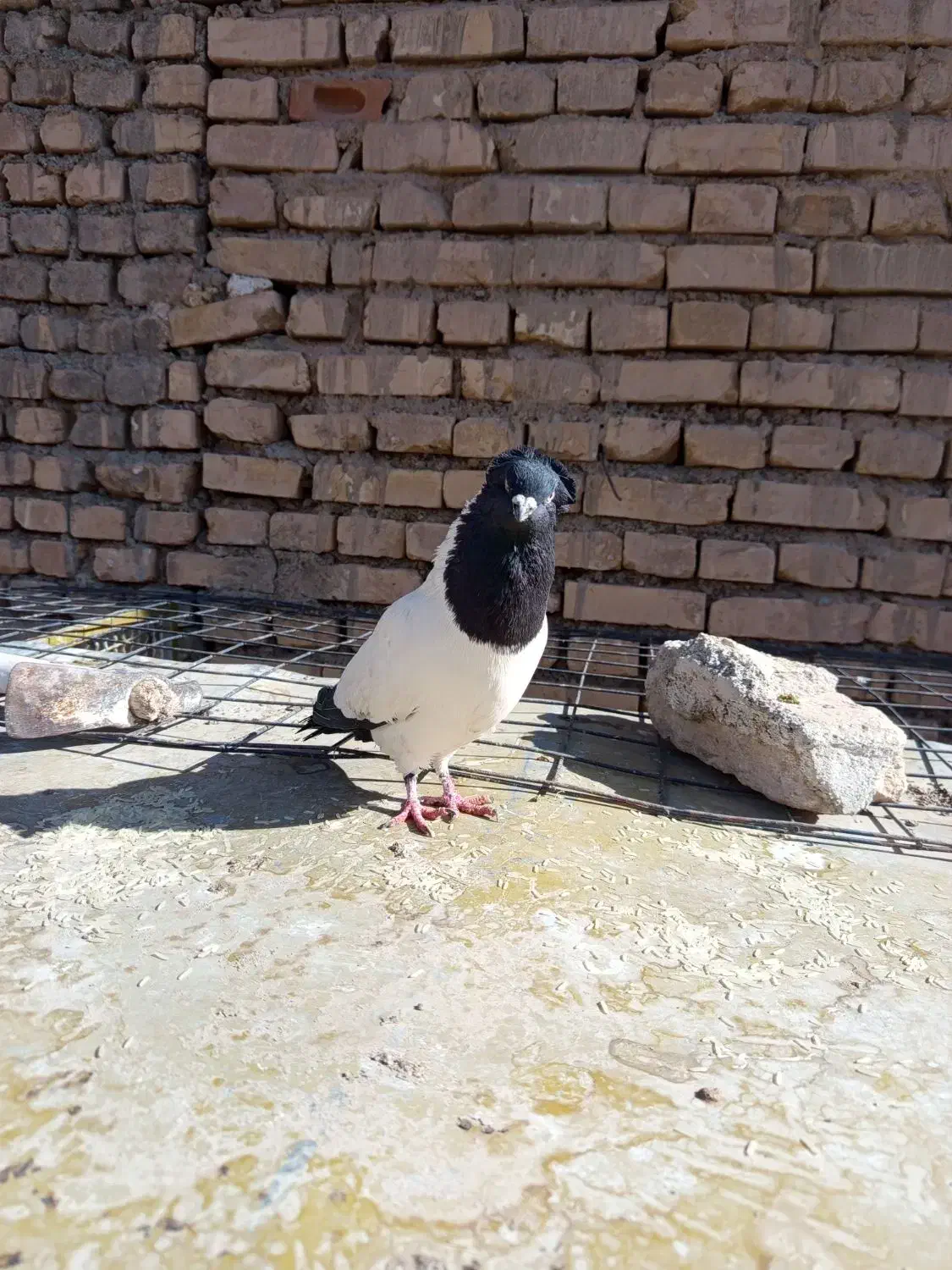 کفتر کله دم سیاه|پرنده|آباده, |دیوار