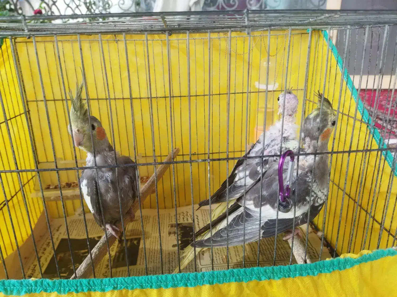 3عدد عروس هلندی سالم و سخنگو و رام همراه باوسایل|پرنده|کوچصفهان, |دیوار