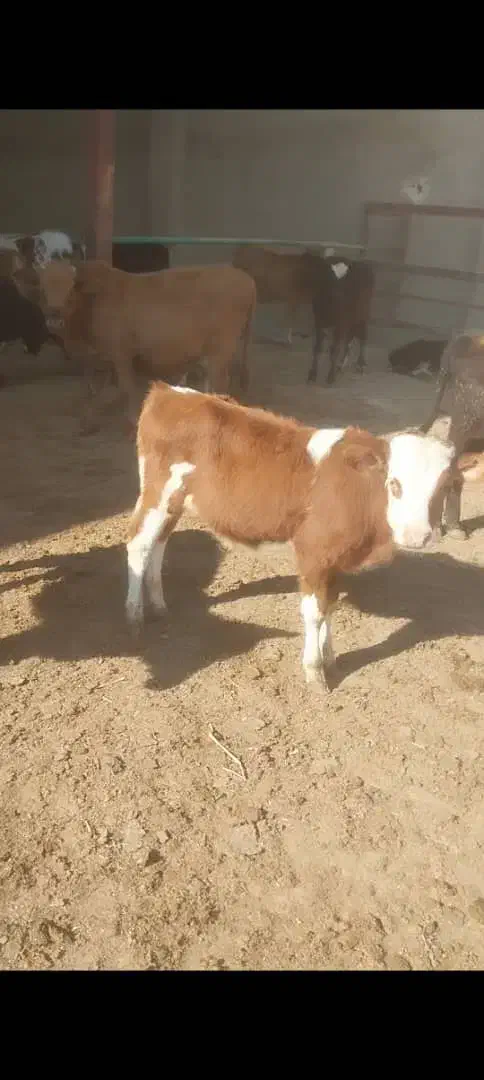 گوساله گیل دورگ سوپر|حیوانات مزرعه|ری, فیروزآباد|دیوار