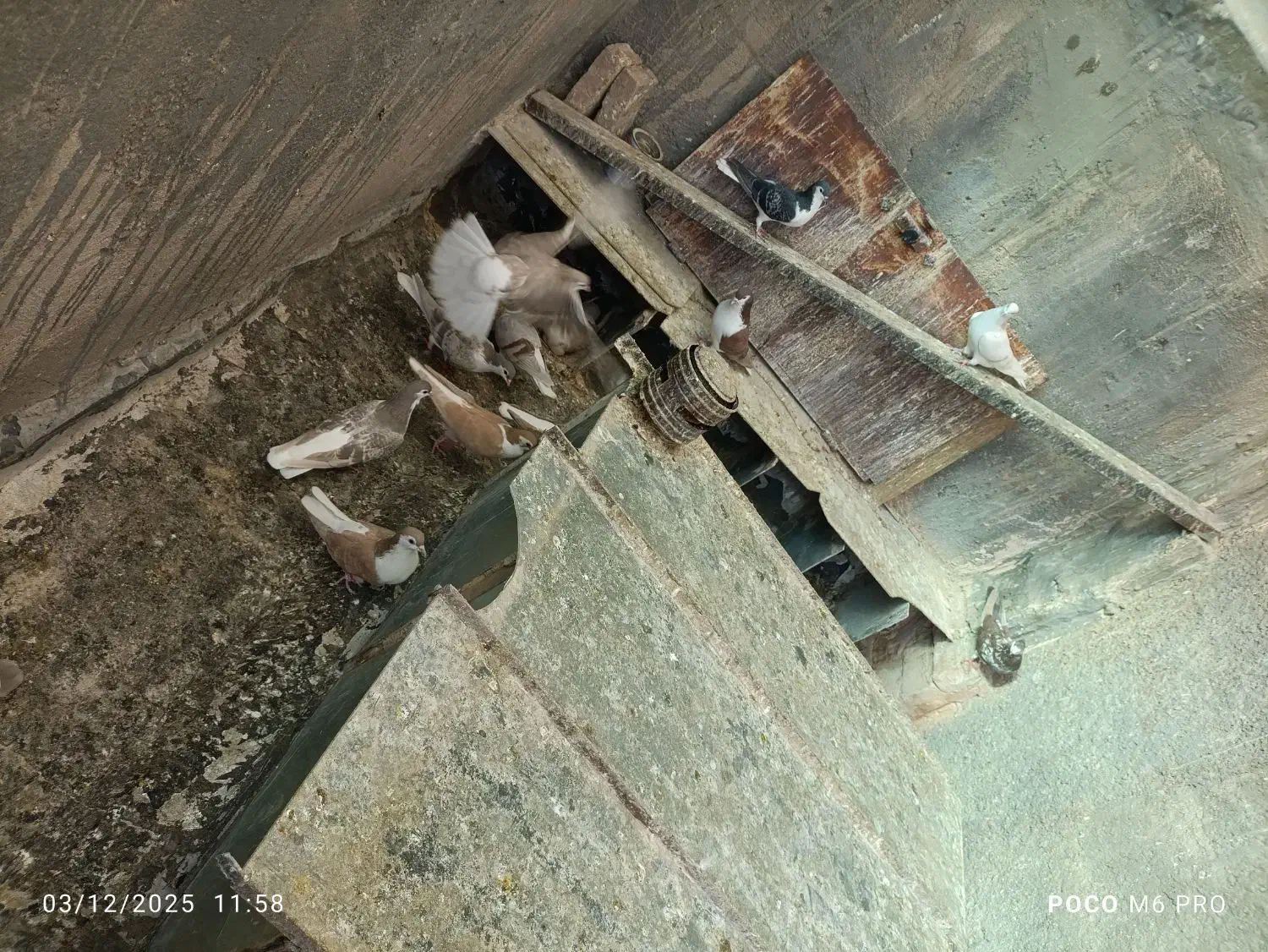 کفتر‌چادری|پرنده|پاکدشت, حصار امیر|دیوار