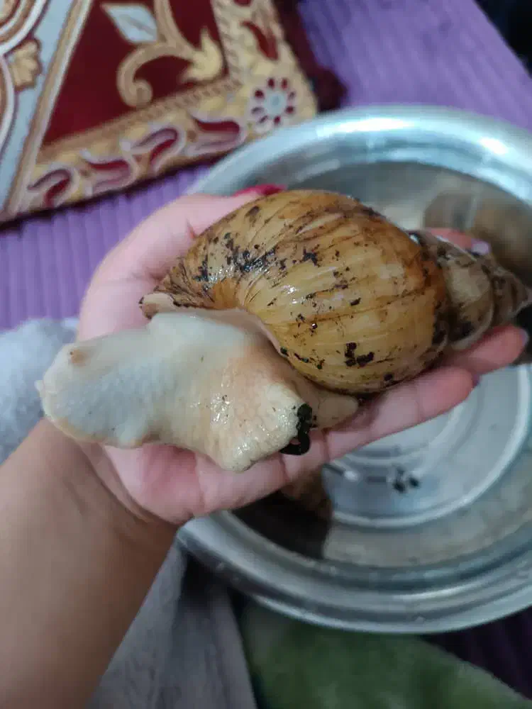 حلزون|خزنده|دزفول, |دیوار