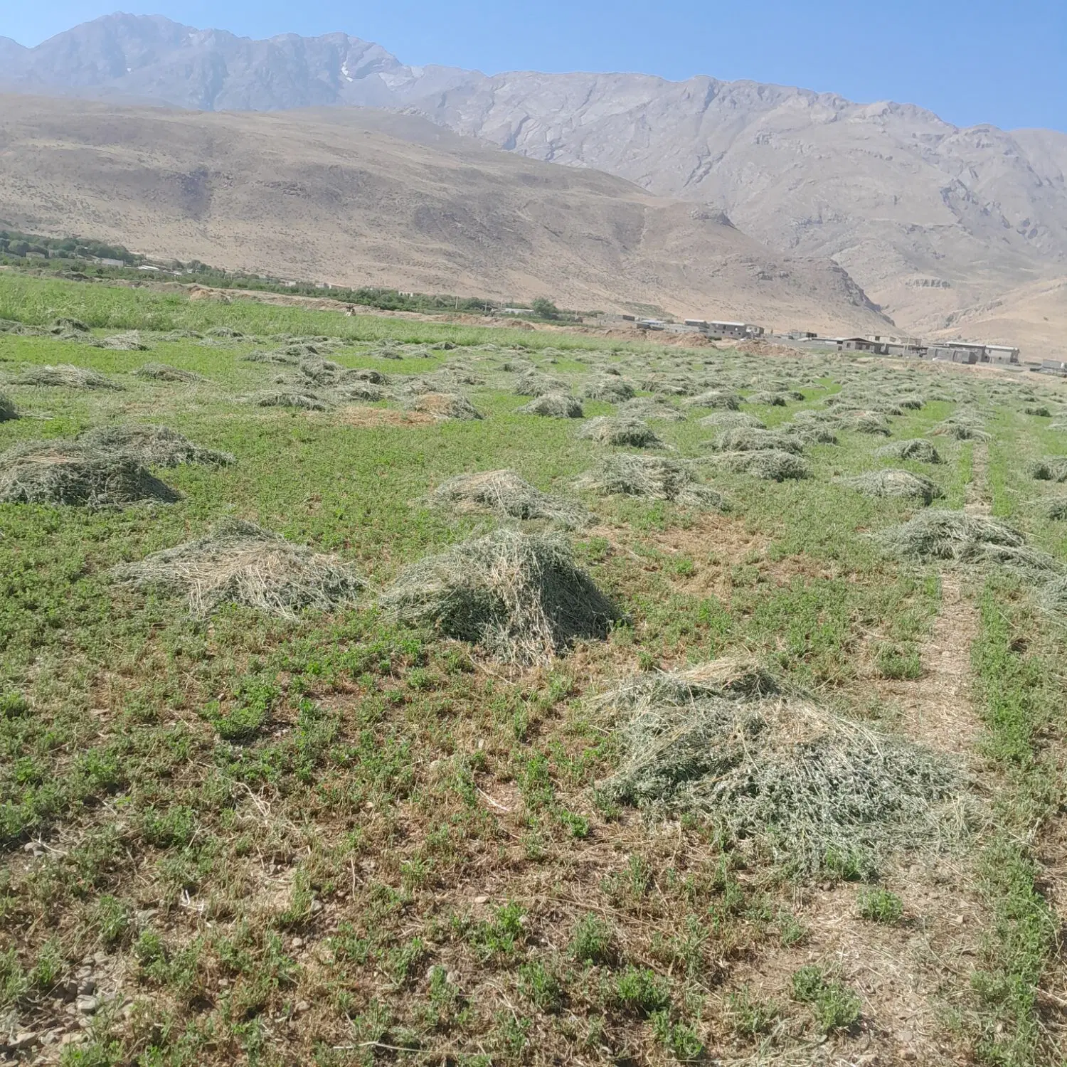 یونجه|لوازم جانبی حیوانات|ازنا, |دیوار