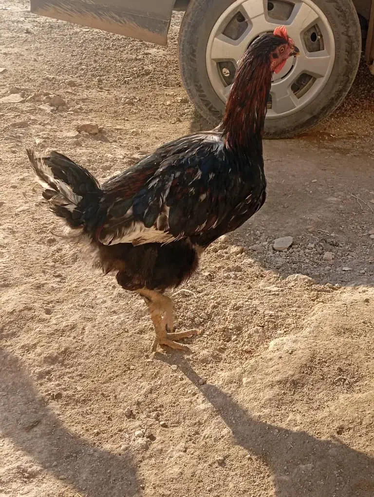 خروس|حیوانات مزرعه|ماکو, |دیوار