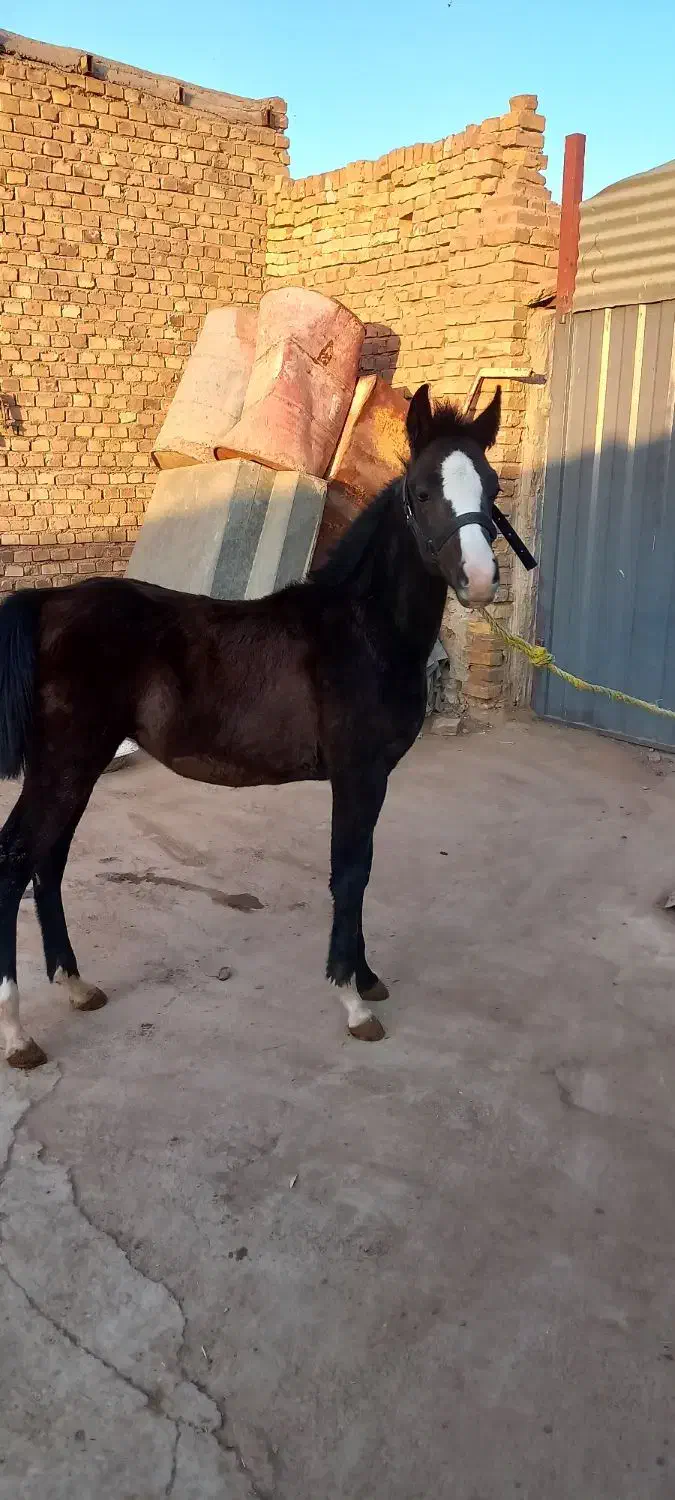 کره مادیون وکره نریون|اسب و تجهیزات اسبسواری|اردکان, |دیوار