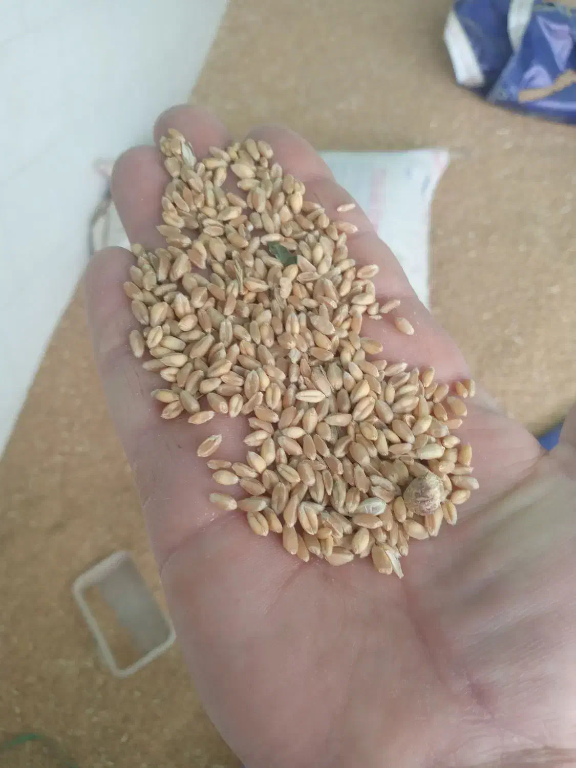 گندم آبی  .ویژه بذر|گل و گیاه طبیعی|شازند, |دیوار