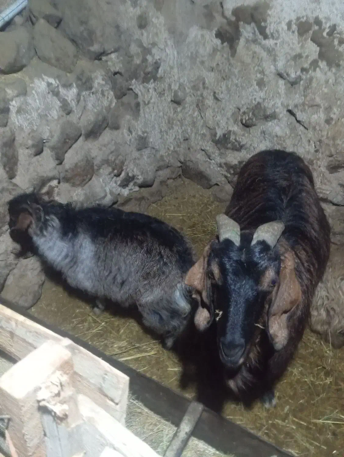 حیوان|حیوانات مزرعه|صومای برادوست, |دیوار