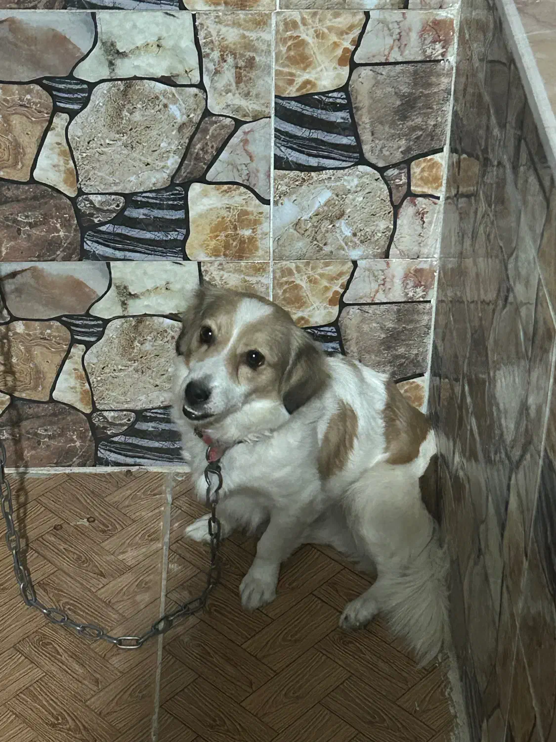 فروشی|سگ|جیرفت, |دیوار