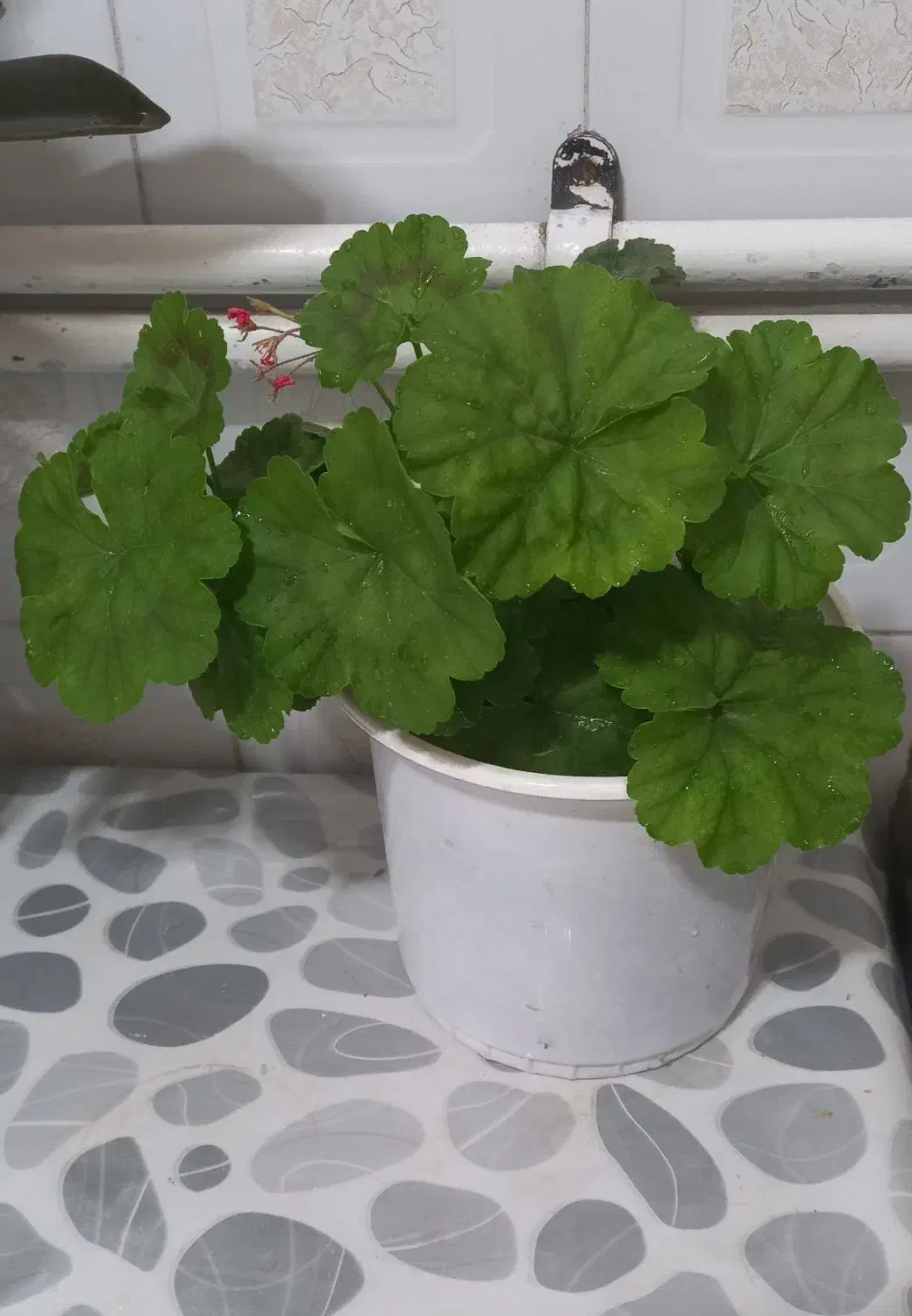 گلهای طبیعی وشاداب ابهر|گل و گیاه طبیعی|ابهر, |دیوار