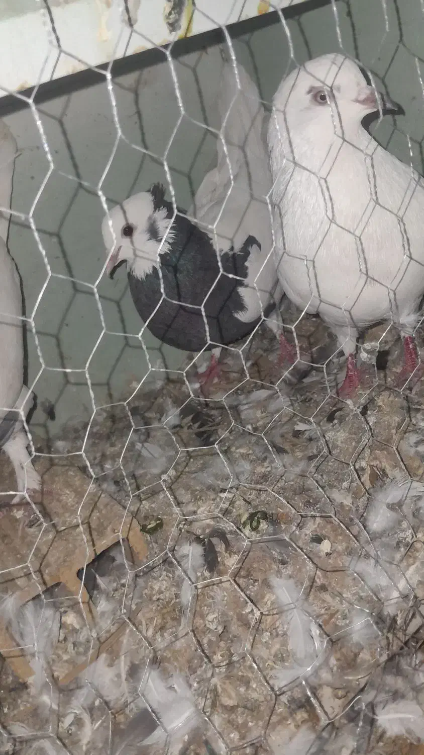 کفتر|پرنده|فهرج, |دیوار