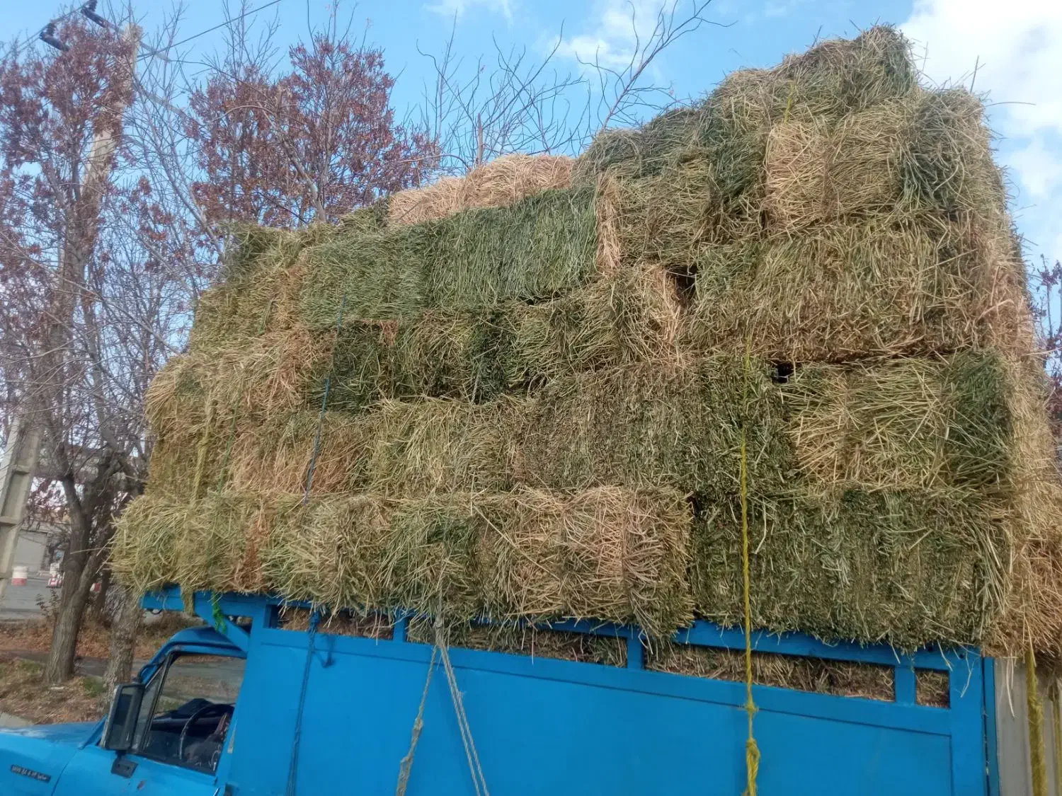 یونجه خالص|خدمات باغبانی و درختکاری|تکاب, |دیوار