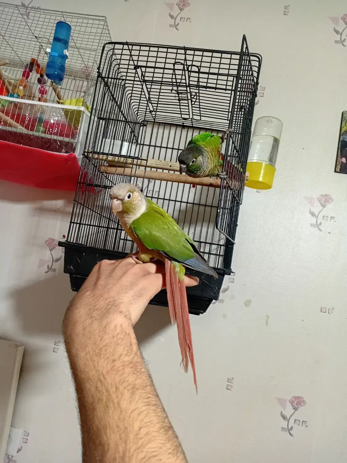 گرنچیک فول اهلی|پرنده|خوی, |دیوار