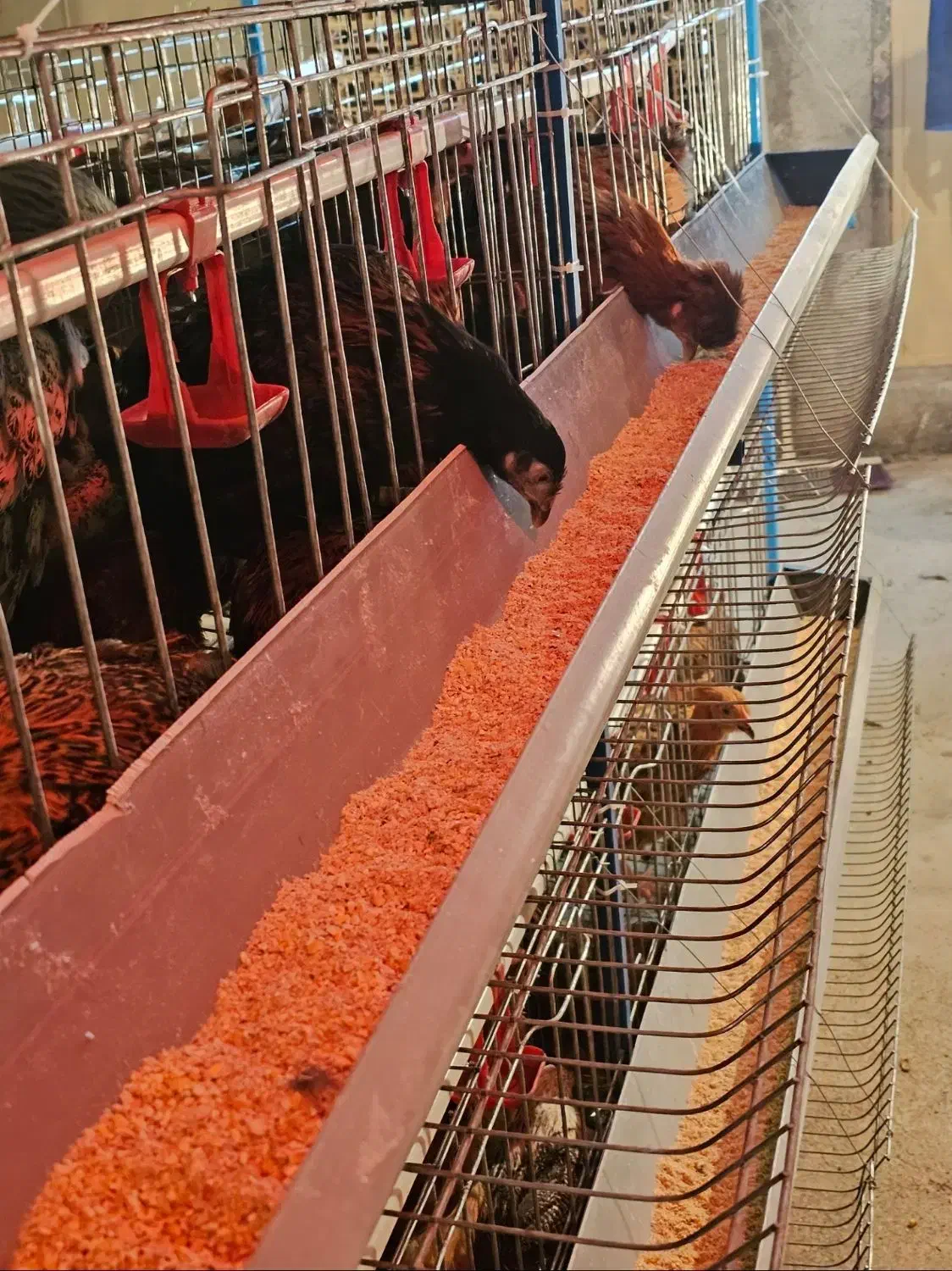 تخم مرغ محلی ارگانیک|خوردنی و آشامیدنی|تهران, مرزداران|دیوار