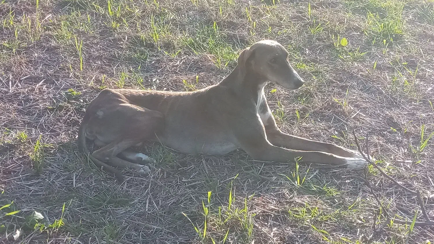 سگ تازی اصیل شکار بلد|سگ|گرگان, |دیوار