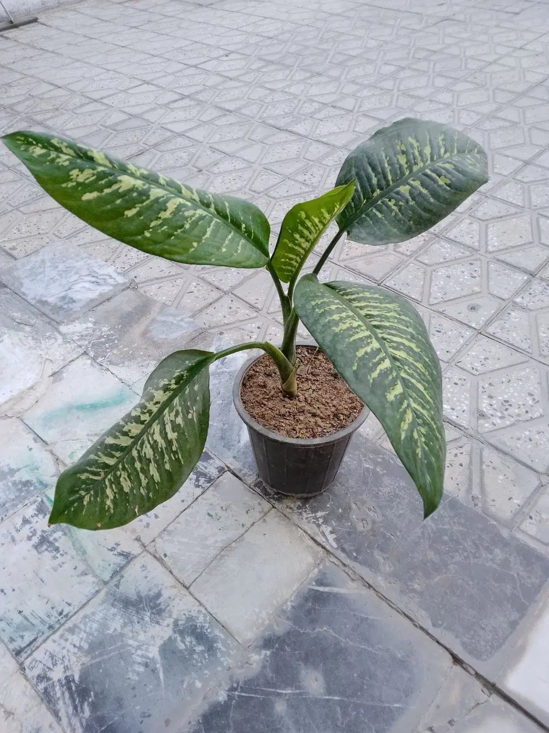 گلدان|گل و گیاه طبیعی|دورود, |دیوار