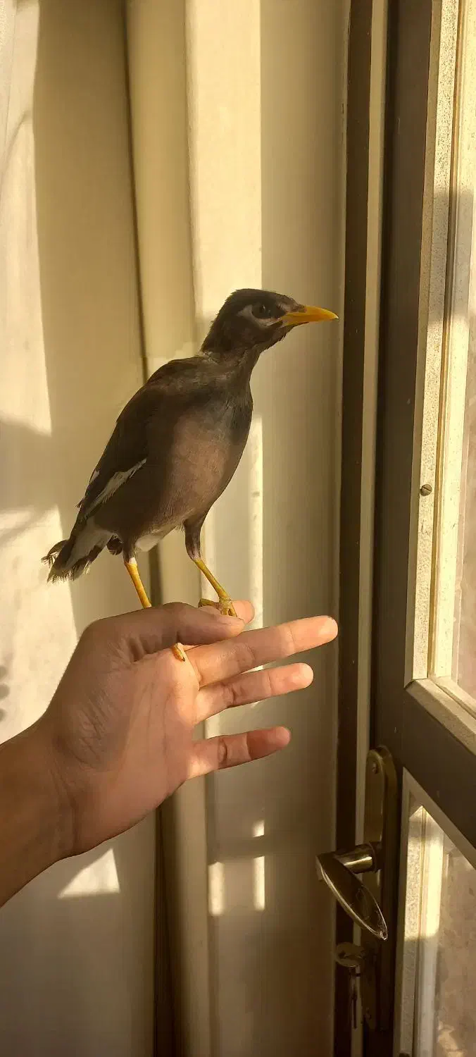 جوجه مینا|پرنده|بندرعباس, |دیوار