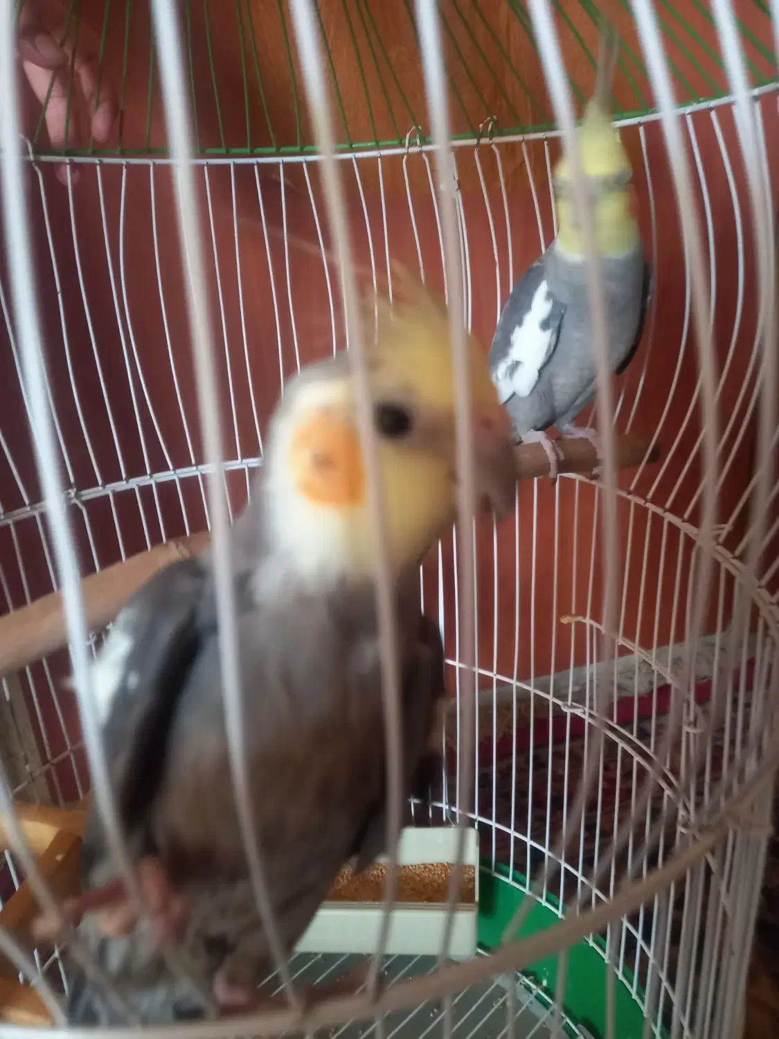 حیوانات گمشده|حیوانات|شاهرود, |دیوار