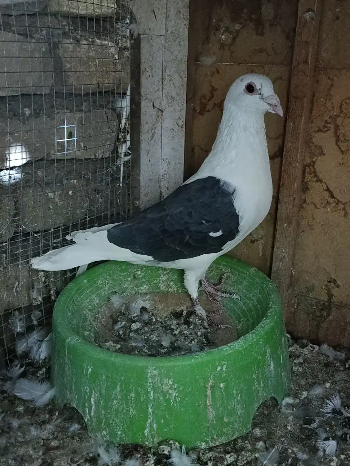 معاوضه با پلاکی جان اردن و‌گرافت (بافق)|پرنده|یزد, |دیوار