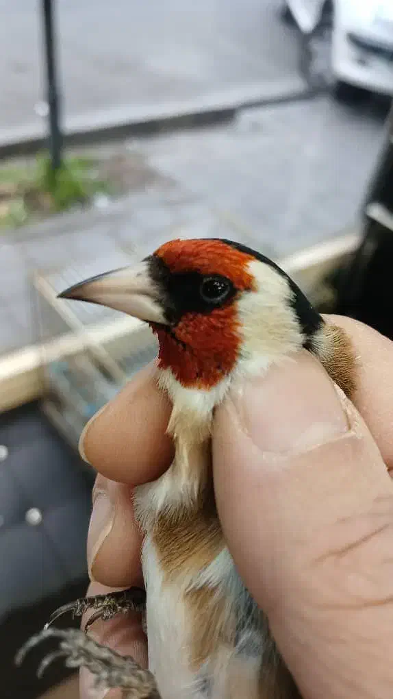 سهره|پرنده|شیراز, ریشمک|دیوار