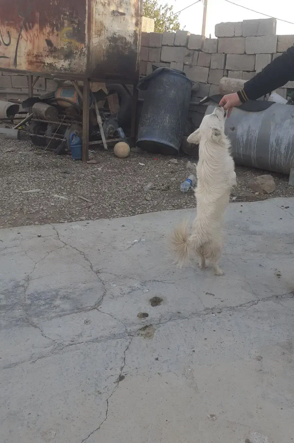 سگ ولش کورگی|سگ|بهبهان, |دیوار