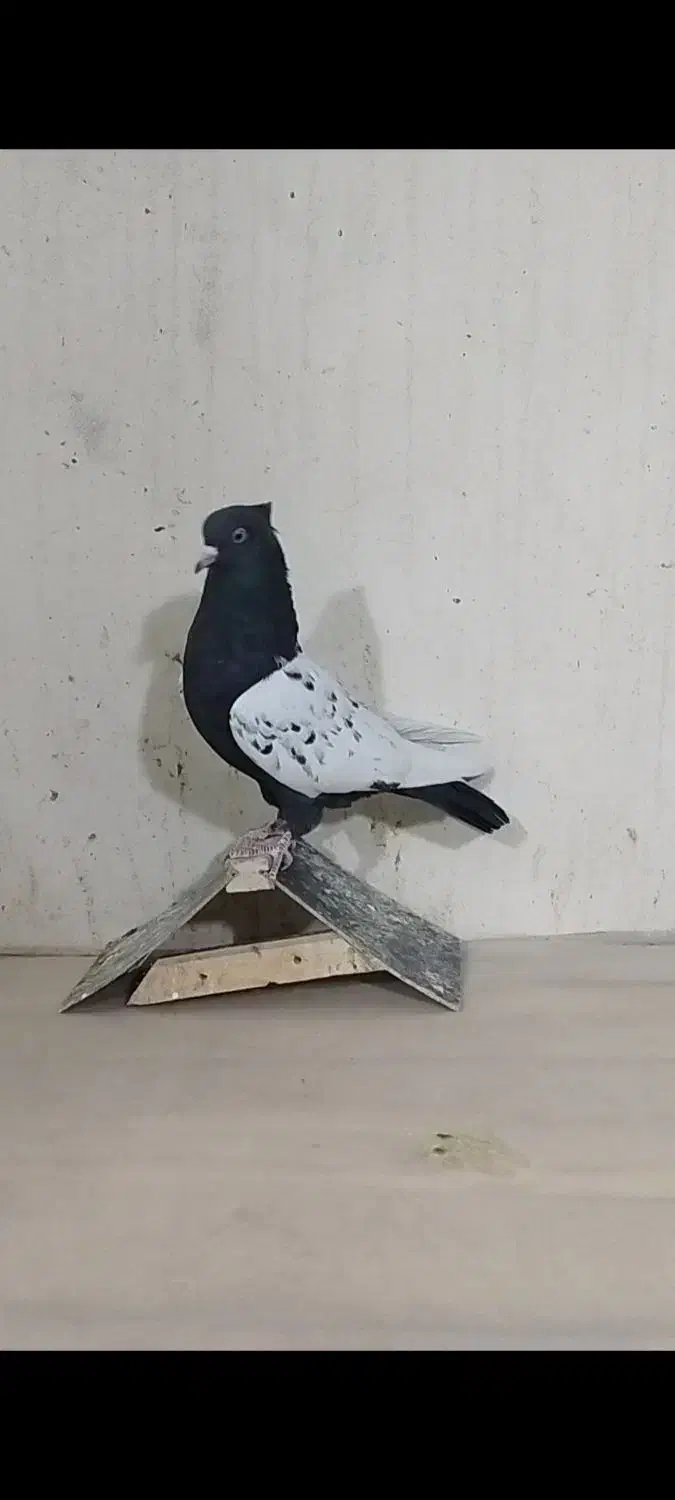 ماده سینه|پرنده|داراب, |دیوار