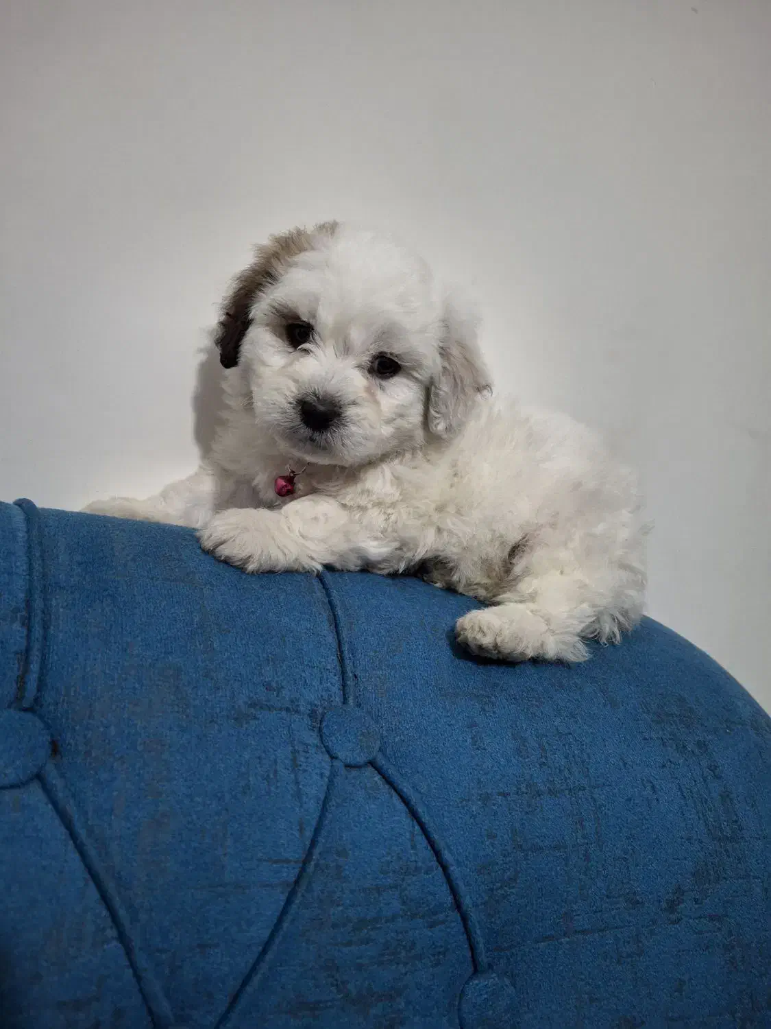 توله سگ مینیاتوری|سگ|پردیس, فاز ۵|دیوار