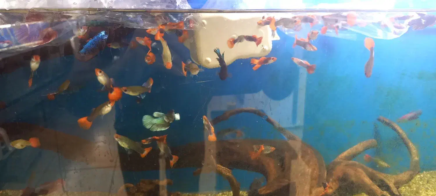 گوپی کوی توکسیدو و بلک هالف|ماهی|اهواز, نادری|دیوار