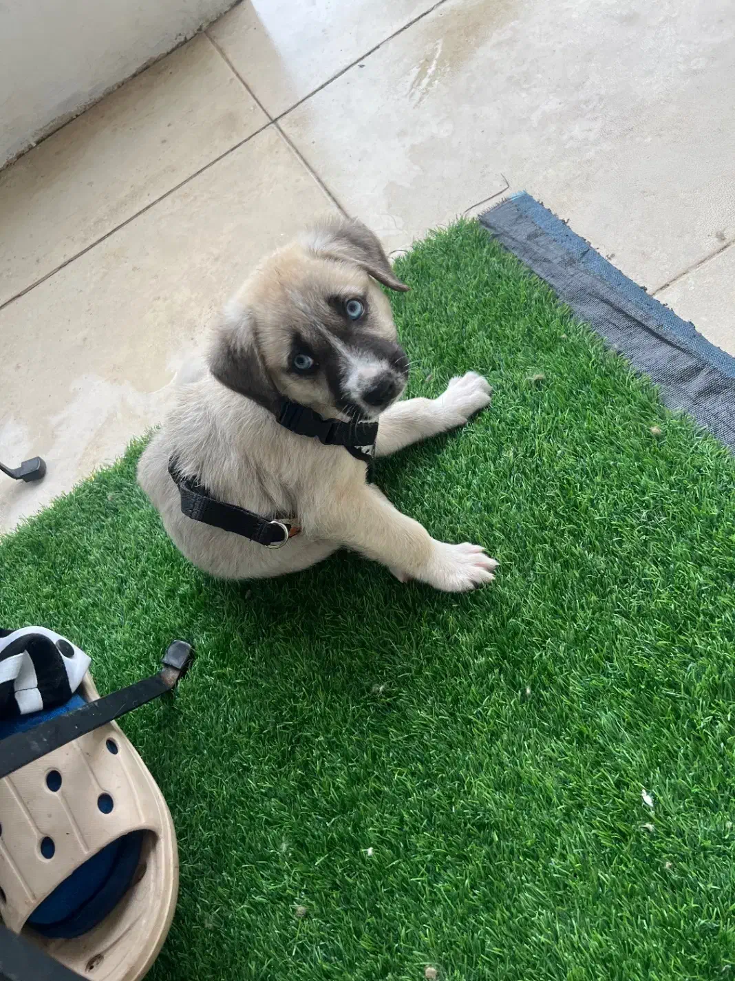 واگذاری سگ|سگ|خشکبیجار, |دیوار