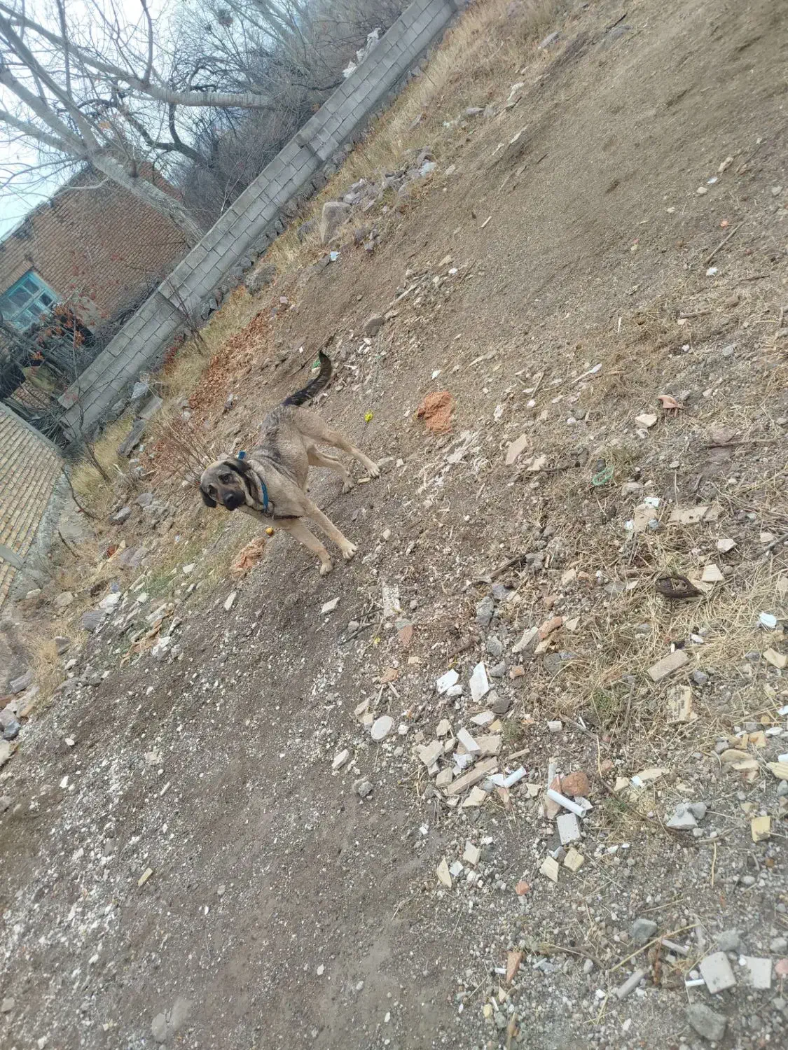 سگ عراقی|سگ|مشگین شهر, |دیوار